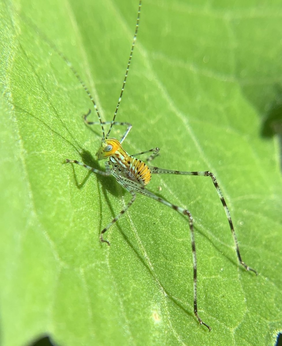 chefmaeda's tweet photo. some of my favorite wildlife photographs i took from 2021 - Strombus alatus, Prionyx parkeri, Osteopilus septentrionalis, Stilpnochlora couloniana https://t.co/rVr55yZz3f