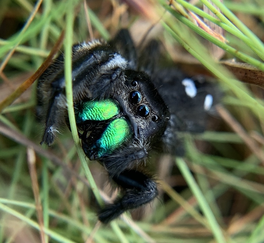 chefmaeda's tweet photo. Urocitellus columbianus, Stagmomantis floridensis, Conocephalus gracillimus, Phidippus regius https://t.co/JFD60PwtCW