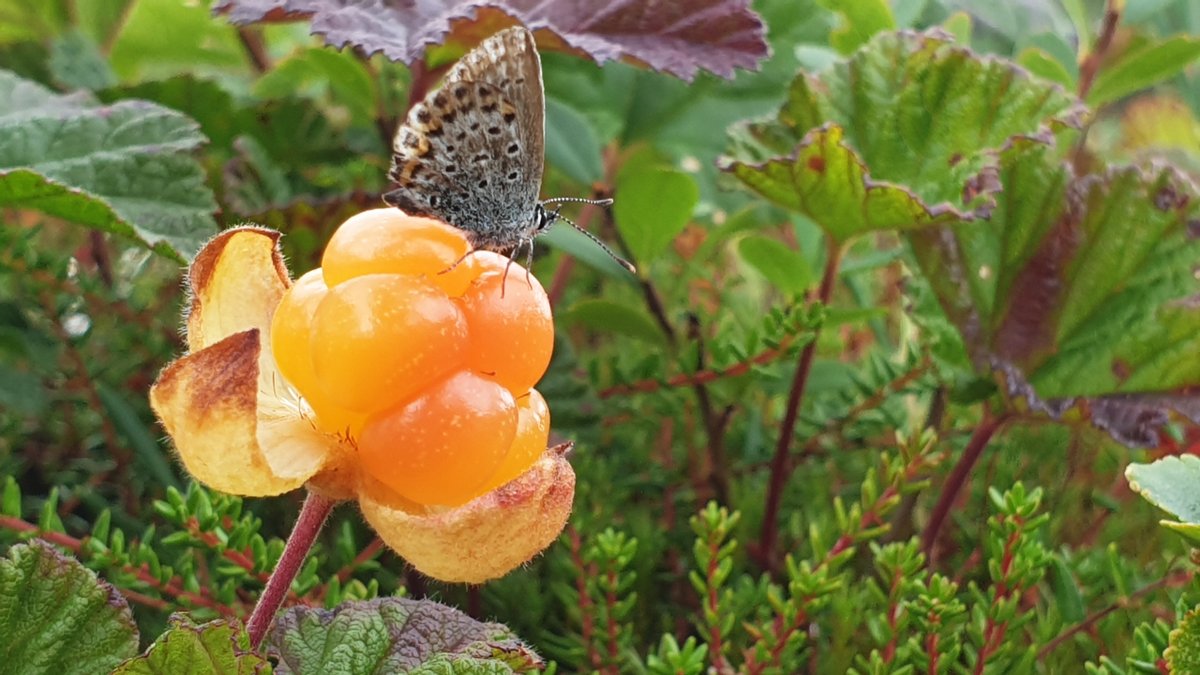 InfinityGamesFI's tweet photo. Maybe you wan't some butterly pictures too? https://t.co/VzfG3A554M