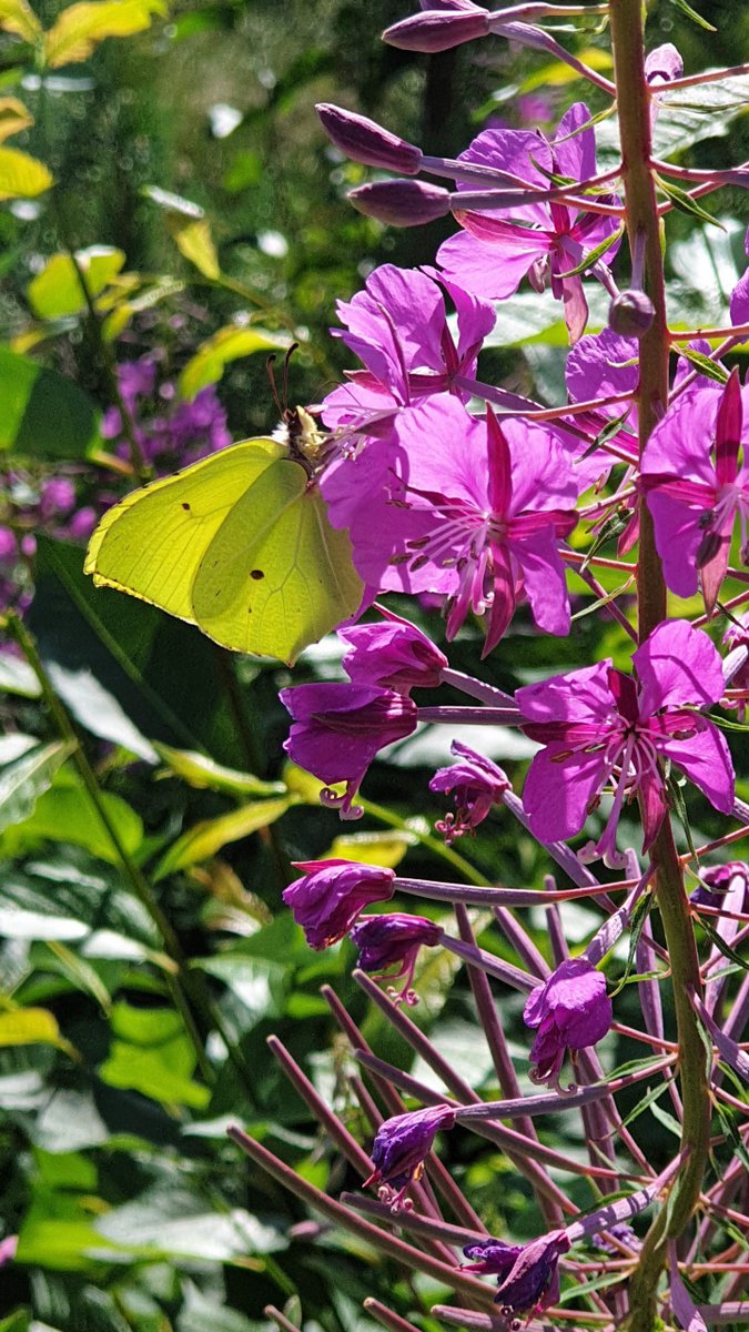 InfinityGamesFI's tweet photo. Maybe you wan't some butterly pictures too? https://t.co/VzfG3A554M