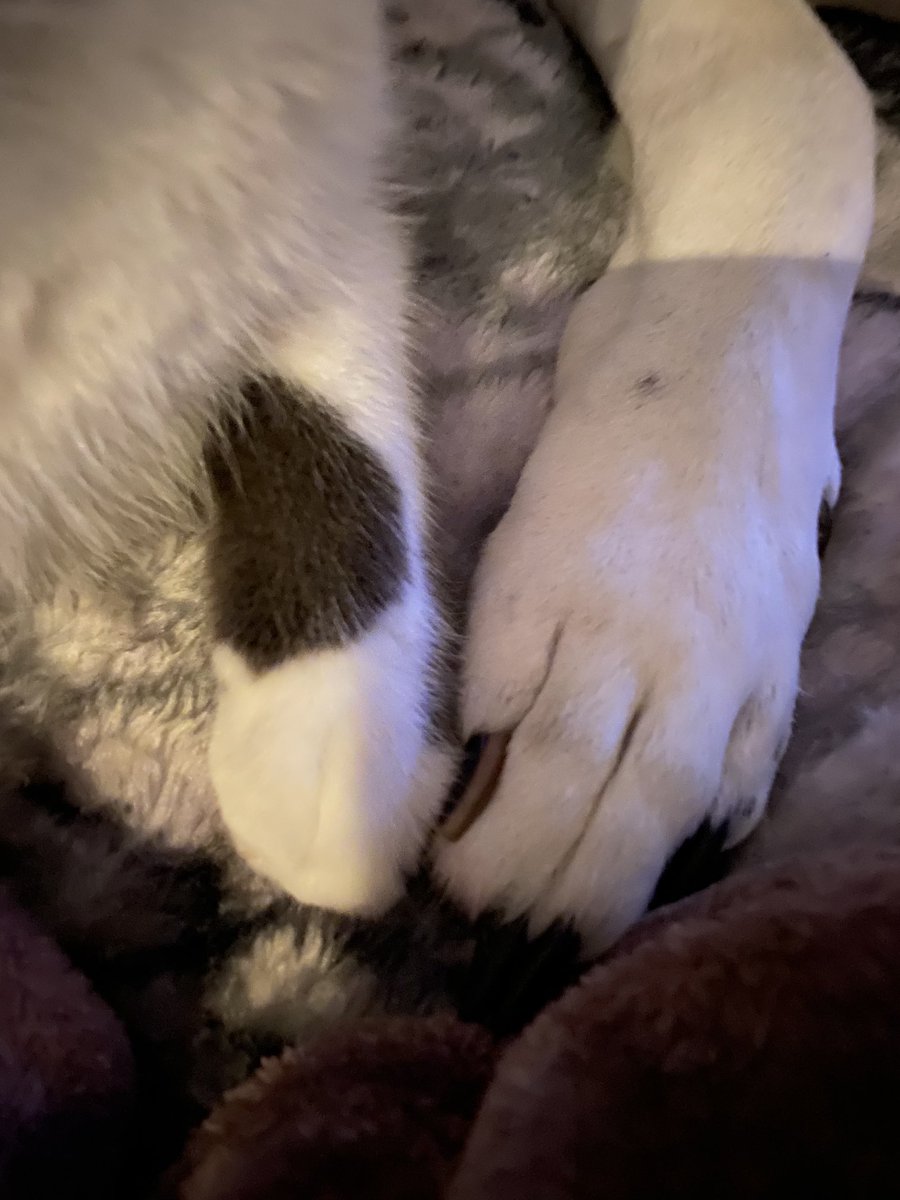 CosmicJane1's tweet photo. Look at this 😻 they are holding paws 🐾 Owen comforts his momma from fireworks. Owen comforts Colbert #catslovedogs #comfort #relax #caturday #cutecats #scareddogs #love #hatefireworks https://t.co/ux5p2GkSmx