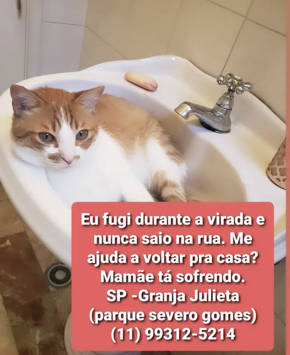 Amanda Abreu tweet media