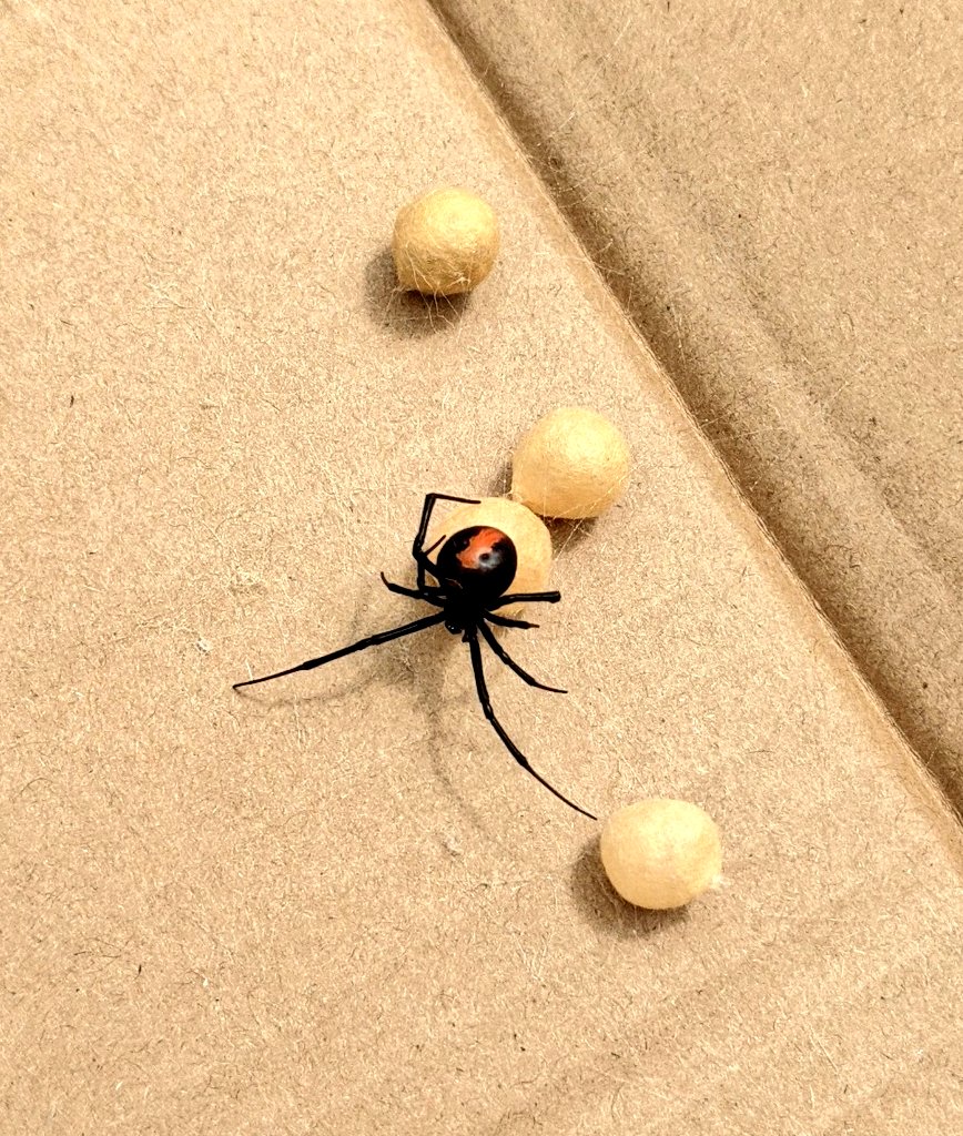 JinglesPrincess's tweet photo. Made a friend doing a garage clean out today.
#redbackspider #straya https://t.co/P7HJQzIwnU