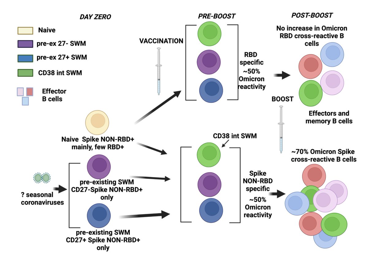EricTopol's tweet photo. How our memory B cells, when given a 3rd dose (booster) vaccine, adapt to Omicron 
https://t.co/zaRO6KUfBp @ragoninstitute @ShivPillai4 https://t.co/TFgPihe4X9