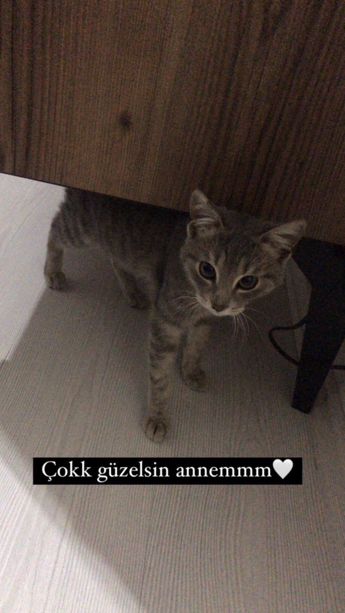 2022 kötülüğüyle geldi.
İyileştiremedik seni annecim çok üzgünüm. 
Çok seviyorum seni.. hoşçakal🤍