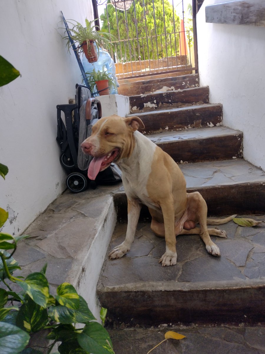 LaCarolsv's tweet photo. Amigos, encontré a este perrito en Zaragoza. Necesito encontrar a los dueños. No es agresivo y no está descuidado, pero sí parece tener ya varios días perdido. AYUDA. https://t.co/mQ8SbFUnxs