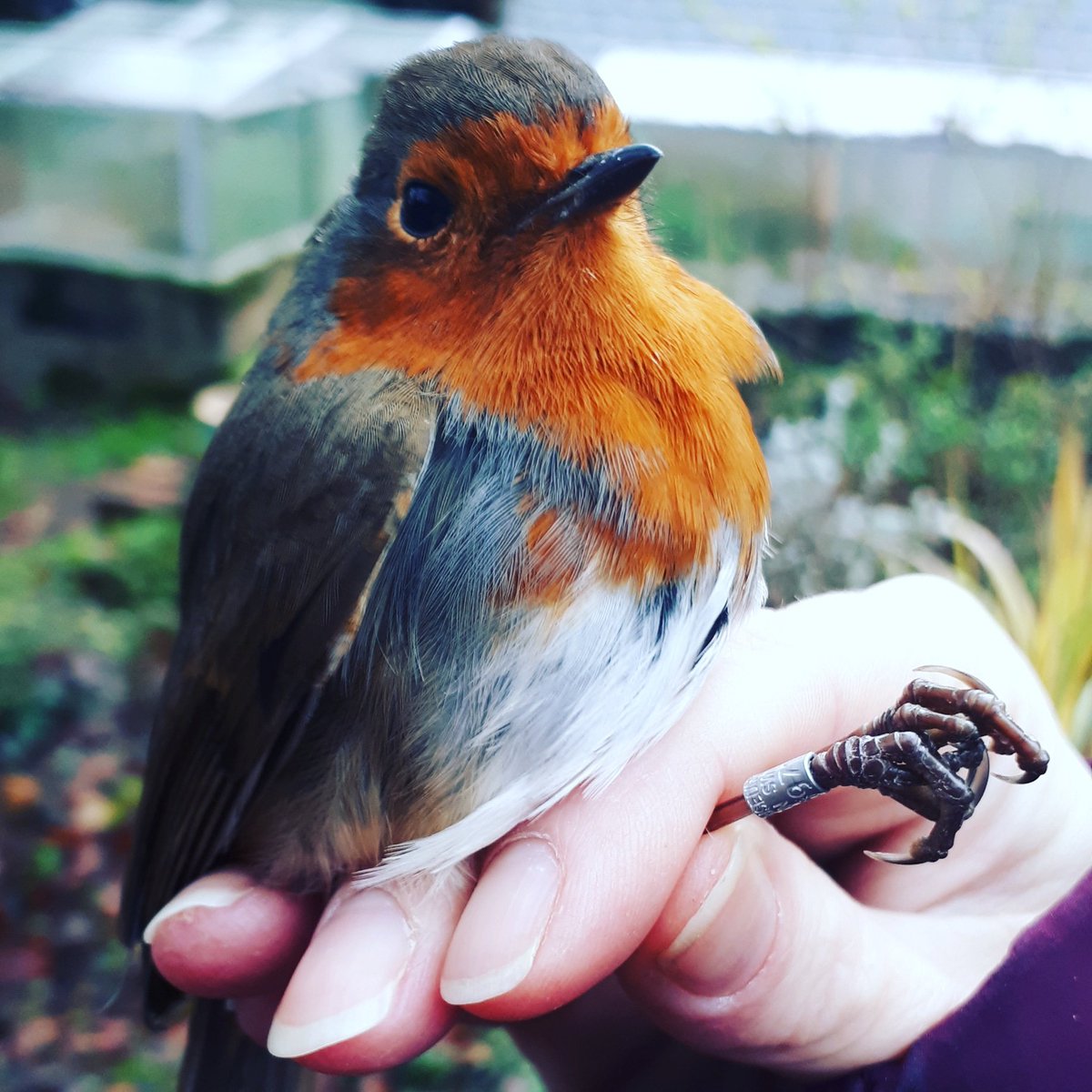 rvwilbourn's tweet photo. Here's to another productive year ! #HappyNewYear #BirdsSeenIn2021 https://t.co/LEh6ojEnnW