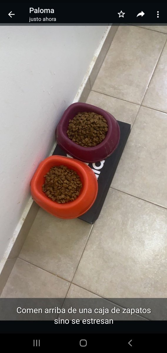 JoacoMendez10's tweet photo. Mi hermana se fue de viaje y me pidio que le cuide los 2 gatos.... https://t.co/CbCZU4fqRn