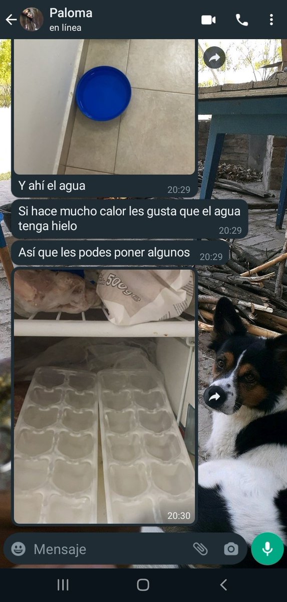 JoacoMendez10's tweet photo. Mi hermana se fue de viaje y me pidio que le cuide los 2 gatos.... https://t.co/CbCZU4fqRn