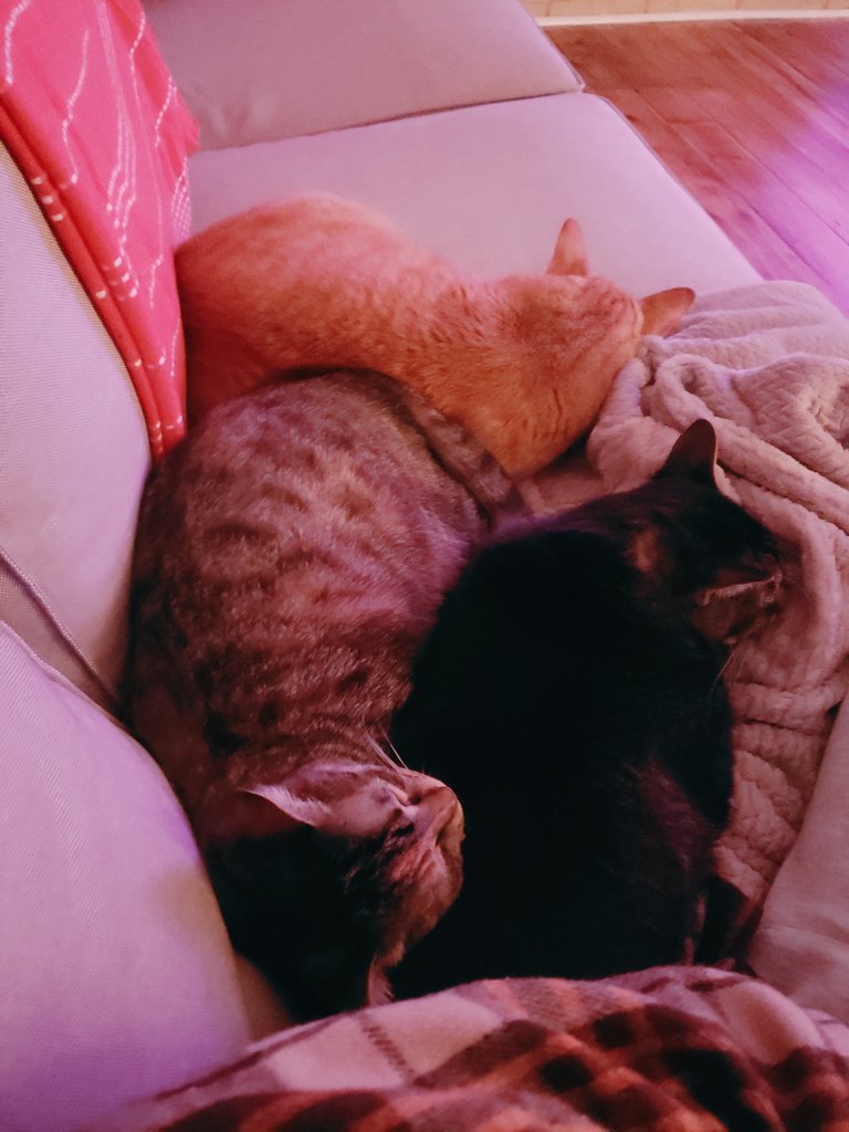 rettabee's tweet photo. 3 potatoes snuggled up for the cold weather.😊 https://t.co/t6nnuu5vDv