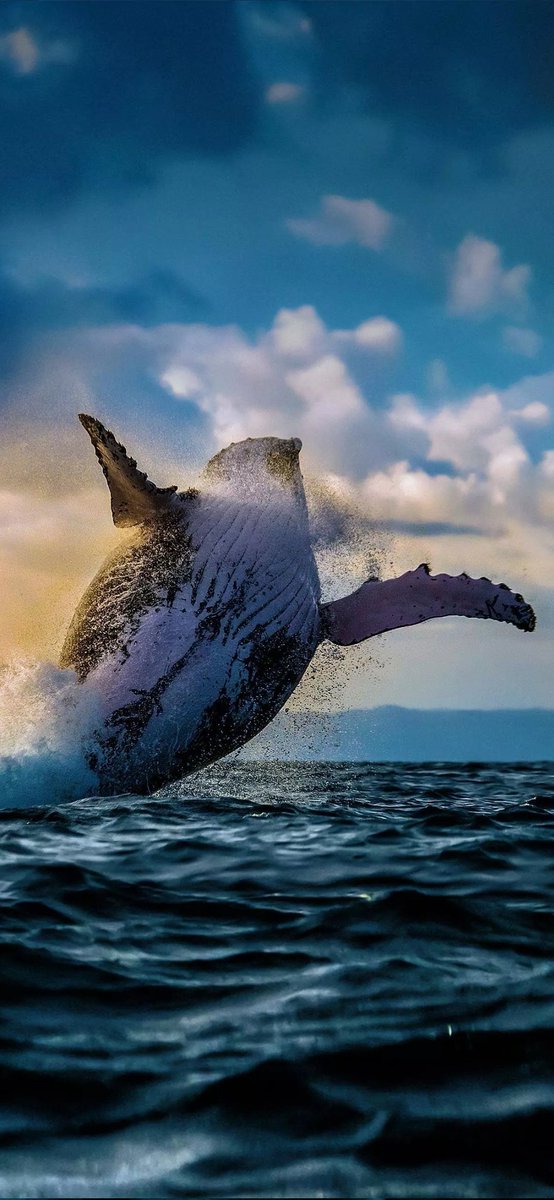 RohitMor_1's tweet photo. When the whales came to the land
Blue whale 🐳 🐋 🐳 🐋...

The largest mammal #bluewhale #nature #naturephotography https://t.co/FN0BoASD6d
