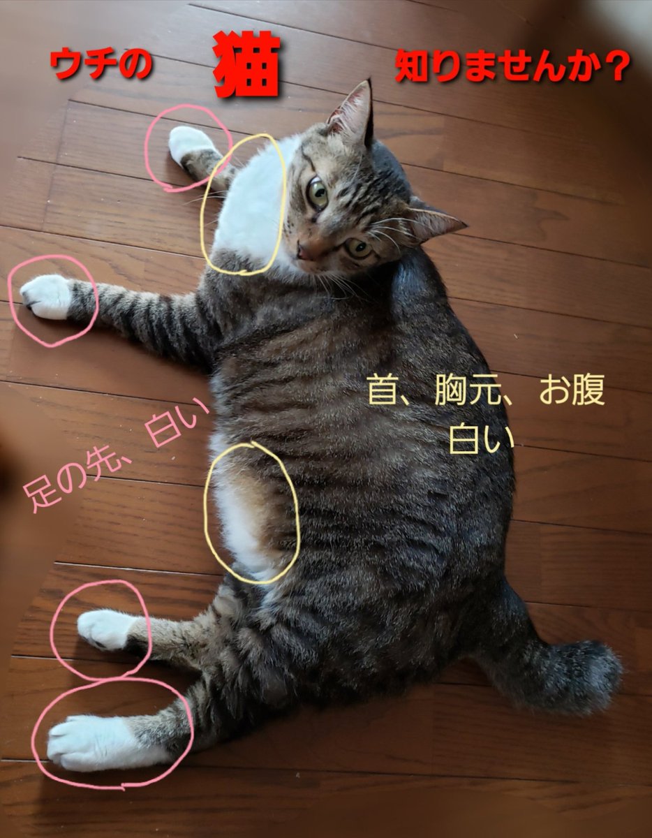 natuchan7272's tweet photo. #八王子市 #弐分方町 
から迷子になっている
まりもくんです🐱
今年は見つかりますように！！

#諏訪町 #大楽寺町 #川町 #上壱部方町 #元八王子 #四谷町 #横川町 
#川口町 付近の方、ご協力の程よろしくお願い致します🙇 https://t.co/01XXTXbrB2