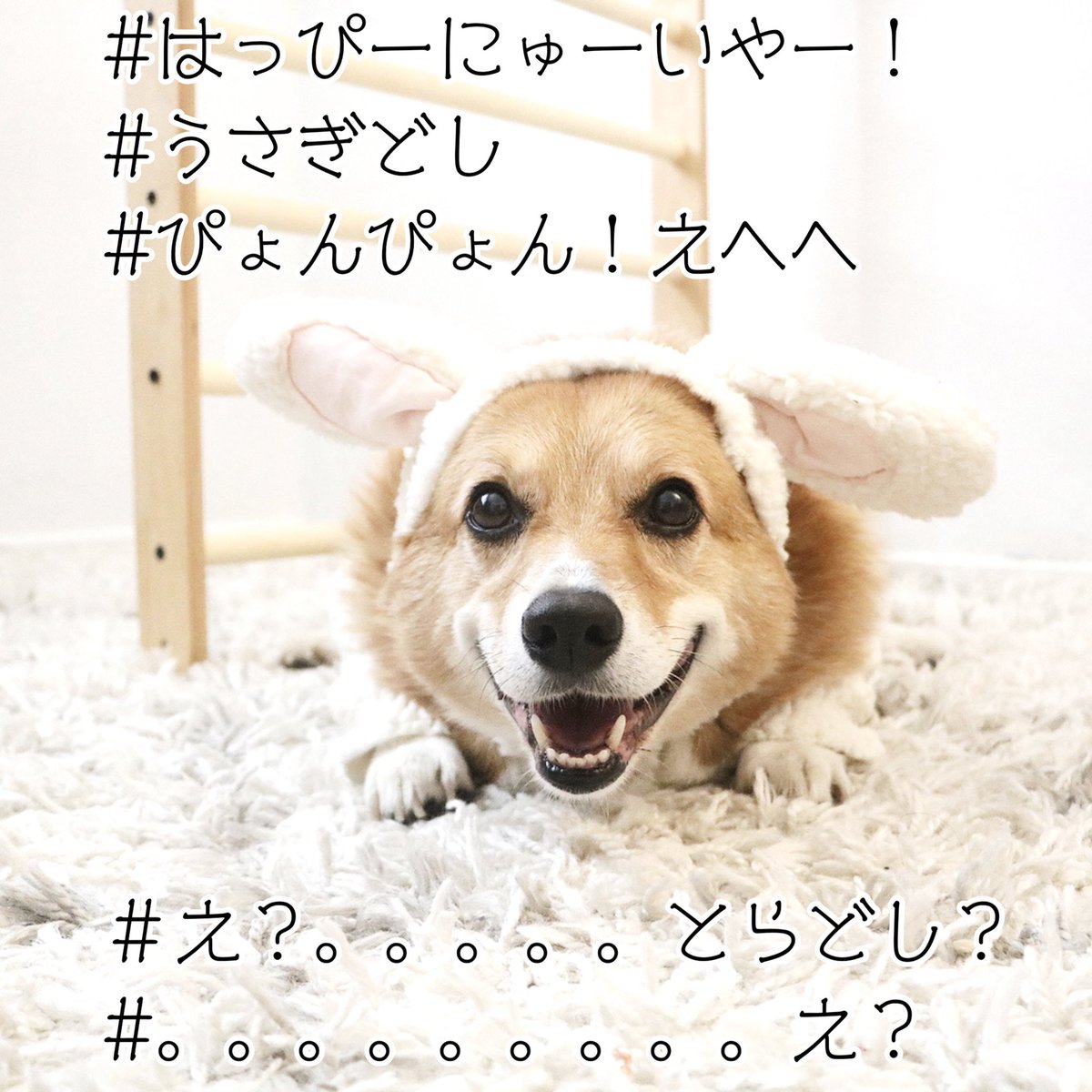 MJ The Corgi tweet media