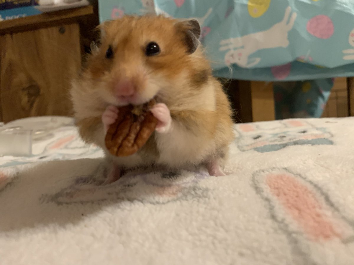 preciousways12's tweet photo. @MauSupercat @kenobe_wan Yes! I generally eat the broccoli but when I saw that there was pecans in it too, I just started stuffing my cheeks! I usually save the pecans for later! https://t.co/9ifYj0zLhd