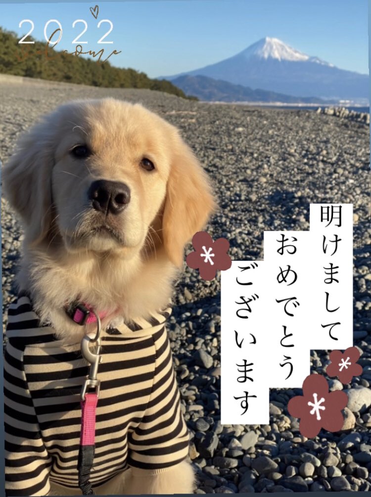 今年もたっくさんいいこいいこしてねーーーー！！！！！！

#ゴールデンレトリバー #goldenretreiver