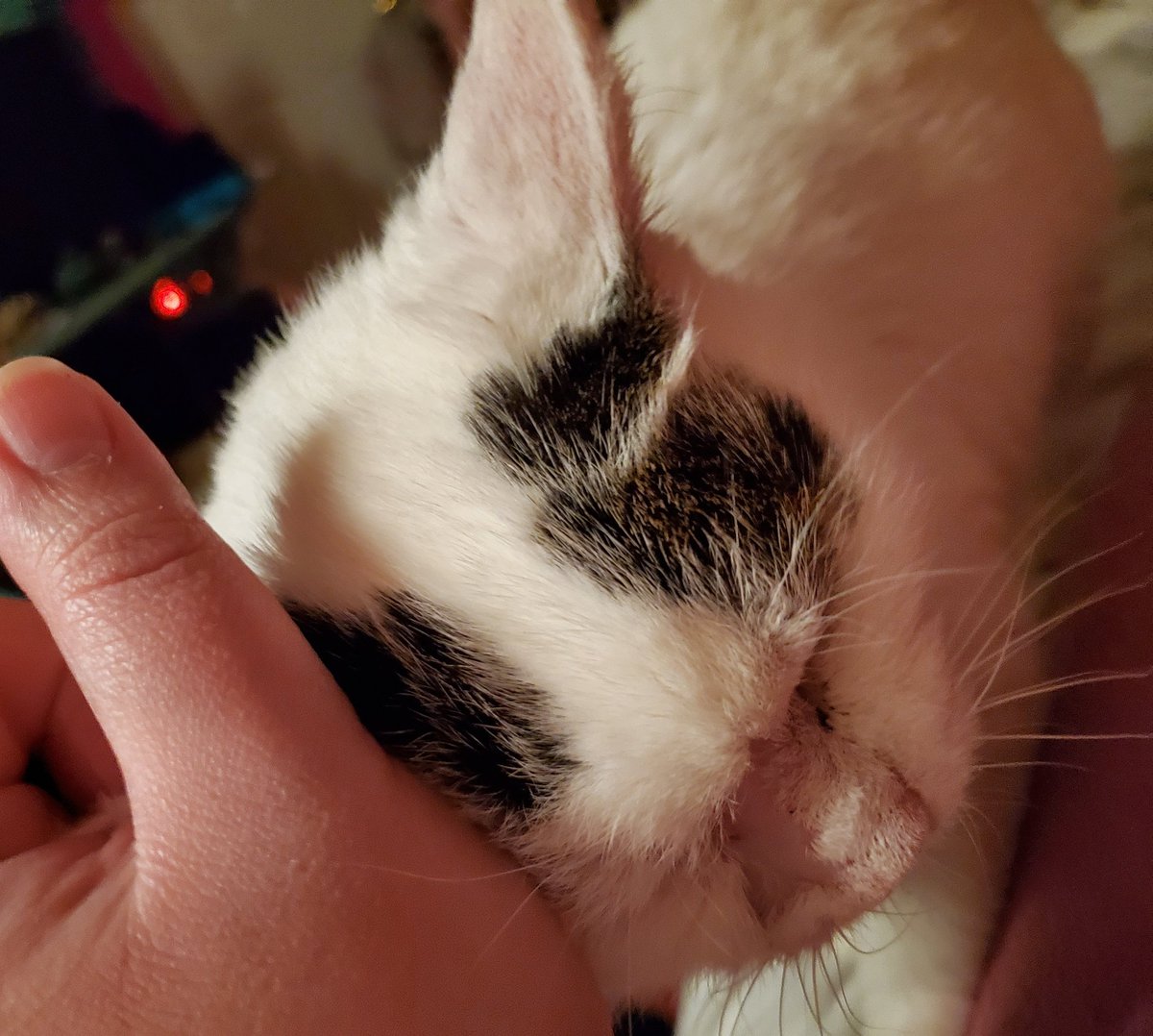 wanted to come on and make a serious post about the scrump. shes been in the er for a few days, back again tonight. shes likely developed asthma and we are working on getting her meds and getting her breathing at a good place. we'll keep you all updated on her.