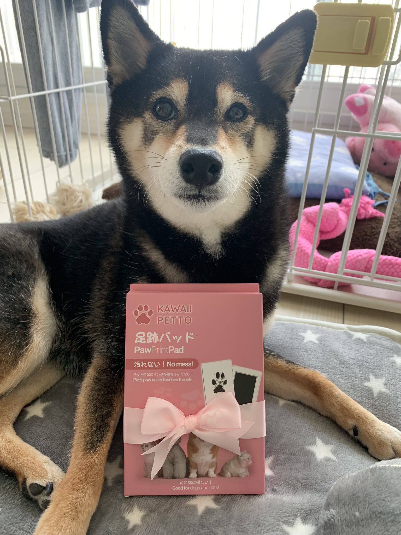 Kawaii Petto Kawaiipetto Jp Twitter