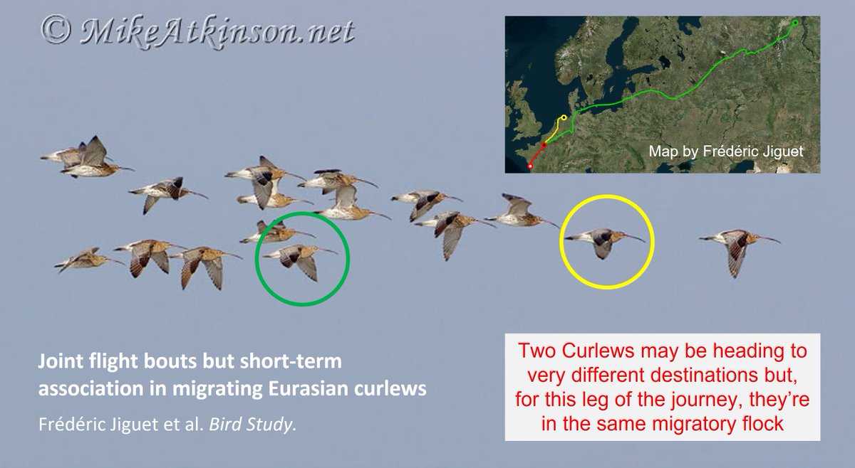 The flock now departing. 
Do individual #Curlew migrate together? Fascinating insights from satellite tracking:
wadertales.wordpress.com/2021/08/25/the…
One of 17 #WaderTales blogs in 2021 
wadertales.wordpress.com/2021/12/23/wad… 
#waders #shorebirds #ornithology
@JiguetF <a href="/GlobalFlyway/">Global Flyway Network</a> <a href="/curlewcalls/">Mary Colwell</a>