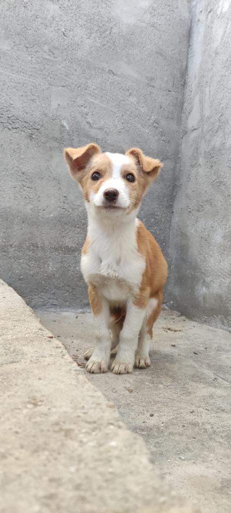 NuevaVidaAdop's tweet photo. #Madrid
NECESITAMOS #casadeacogida para SILVESTRE
Es un cachorrete de 3 meses ABANDONADO a las puertas de una Residencia Canina en #Nochevieja 
Tiene mucho miedo,necesita #acogida con experiencia,paciencia y mucho amor
#cachorros #acoge #ayuda #perros
📩facenuevavida@gmail.com https://t.co/xzC8iOlaBy