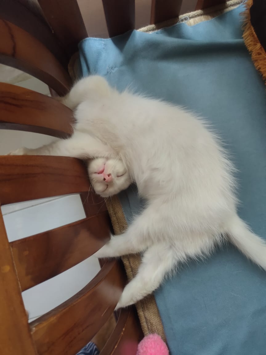petsfess's tweet photo. kcg! aku wkt umur 2 bulan, bobonya udh ga bener🙃 coba gaess, pap kucing kalian yg bobonya juga anehh! https://t.co/3ACNuzskdA