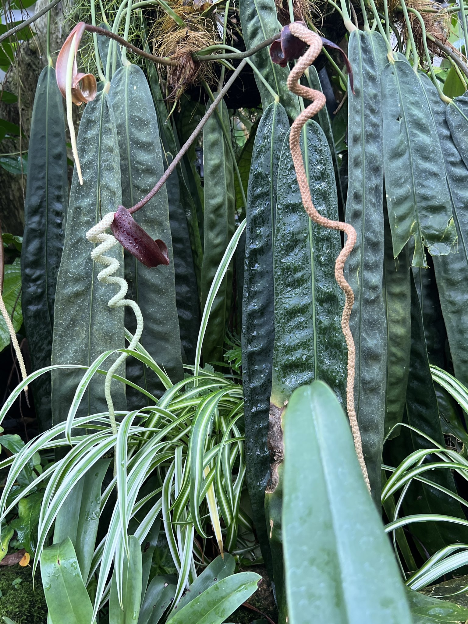 アンスリウム ウェンドリンゲリ - 植物/観葉植物