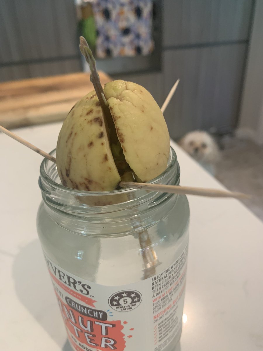 StephGeschke's tweet photo. My avocado seed sprouted so 2022 has exceeded expectations, maybe even peaked 🥑 https://t.co/XLyh8FdcJD