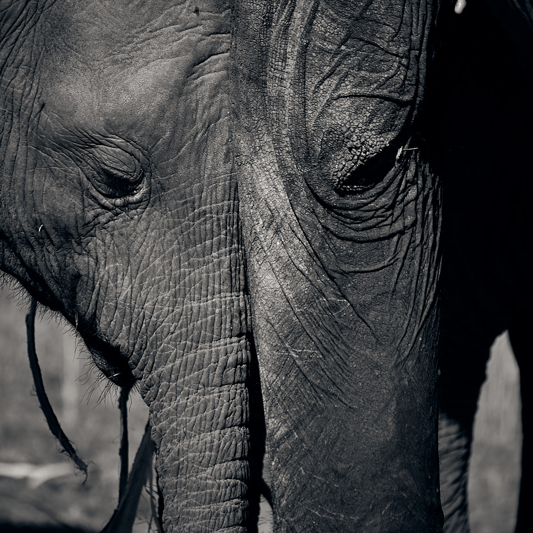 The mother offspring bond is a theme I'm trying to cover in my photography. The symmetry in this bond is reflected here - the baby elephant's head is pushed up against the knee and the other "eye" is the back of her knee