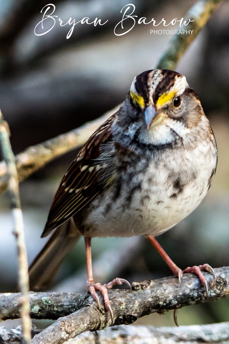 Bryan_Barrow_'s tweet photo. Beautiful visitor to my yard. #whitethroatedsparrow #birding #easttexas #bird #SongbirdNetwork #nature #HappyNewYear #rusktx https://t.co/gKX3xt2NT2