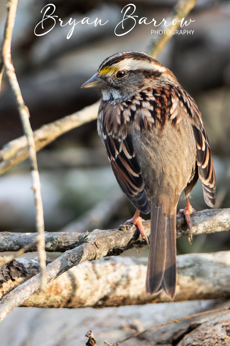 Bryan_Barrow_'s tweet photo. Beautiful visitor to my yard. #whitethroatedsparrow #birding #easttexas #bird #SongbirdNetwork #nature #HappyNewYear #rusktx https://t.co/gKX3xt2NT2