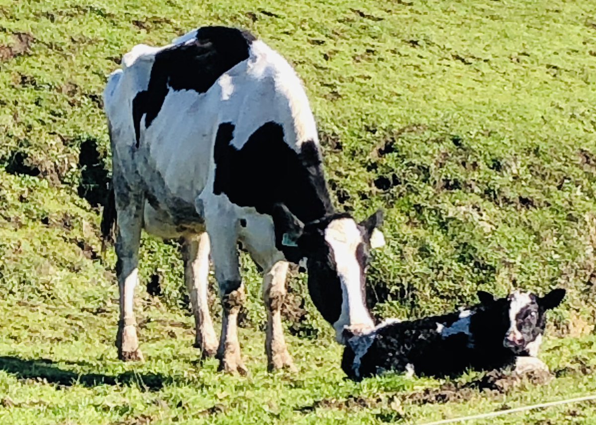 🌟First calf of 2022🌟

#fieldofdreams
#bivalvebabybringshope
#bovinerightontime
#pasturetopossibility