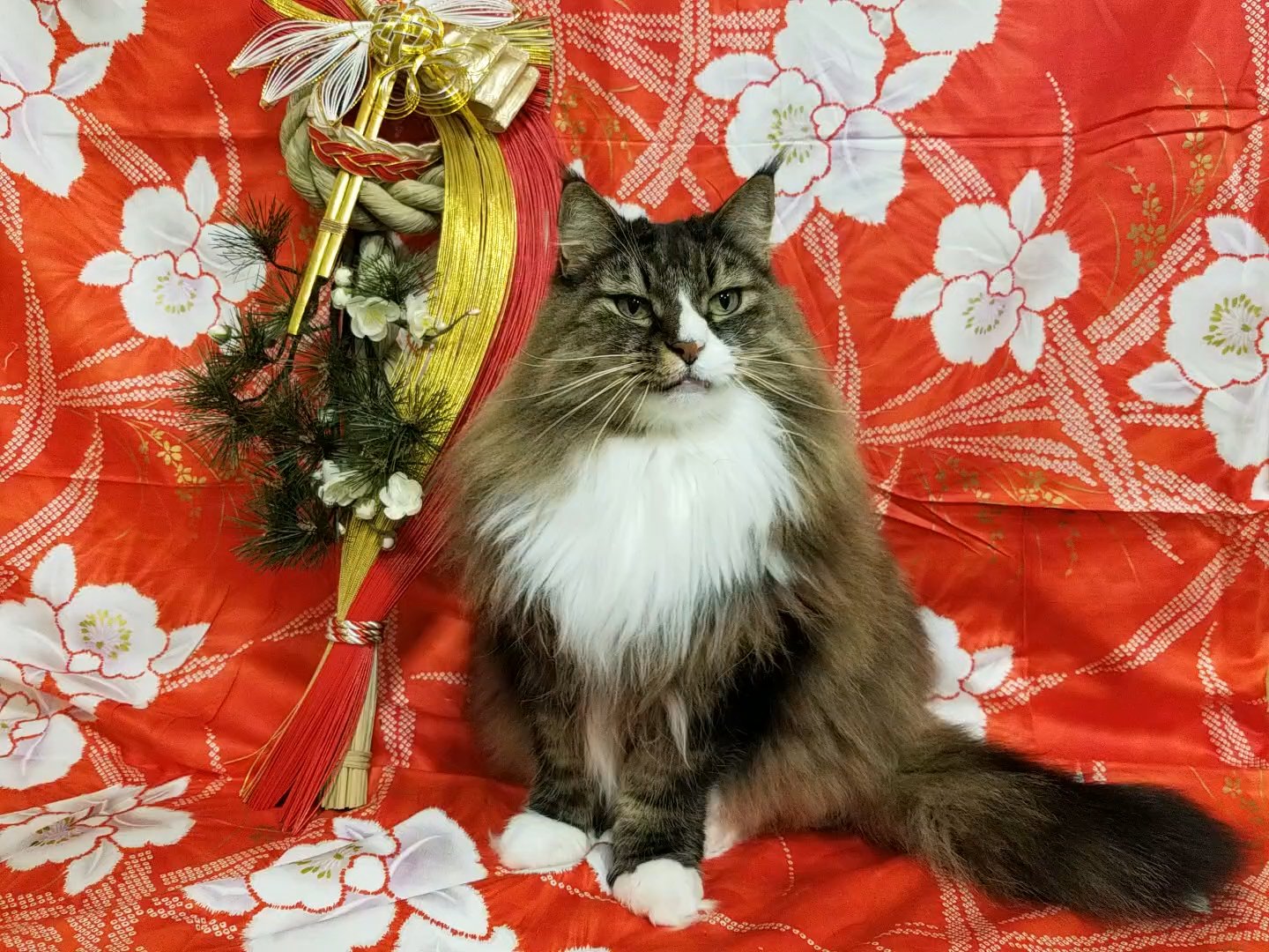 ねこカフェ 猫八 Cafeneko8 Twitter