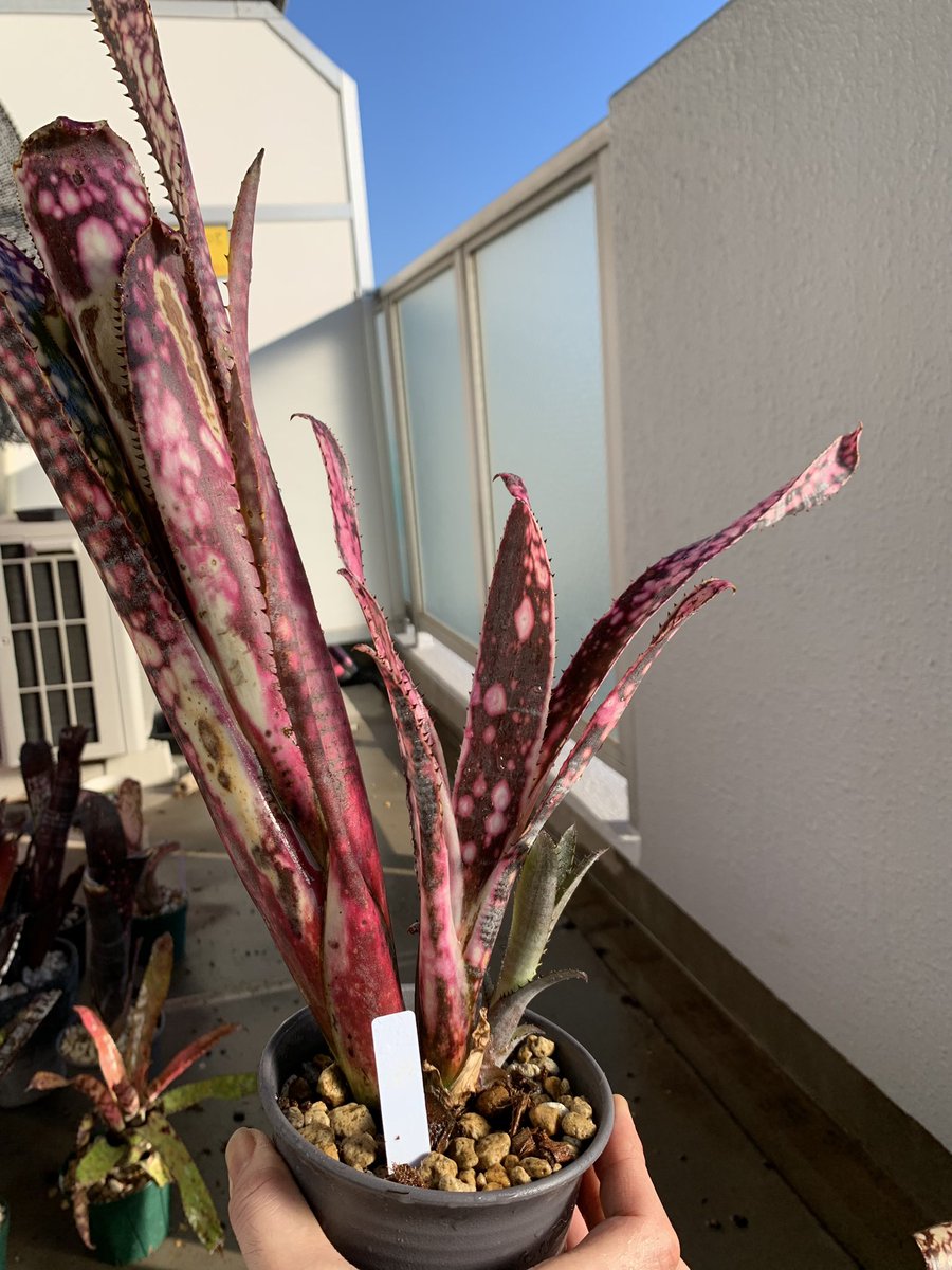 billbergia 'Fireworks' distachia var.maculata × decora × Domingos