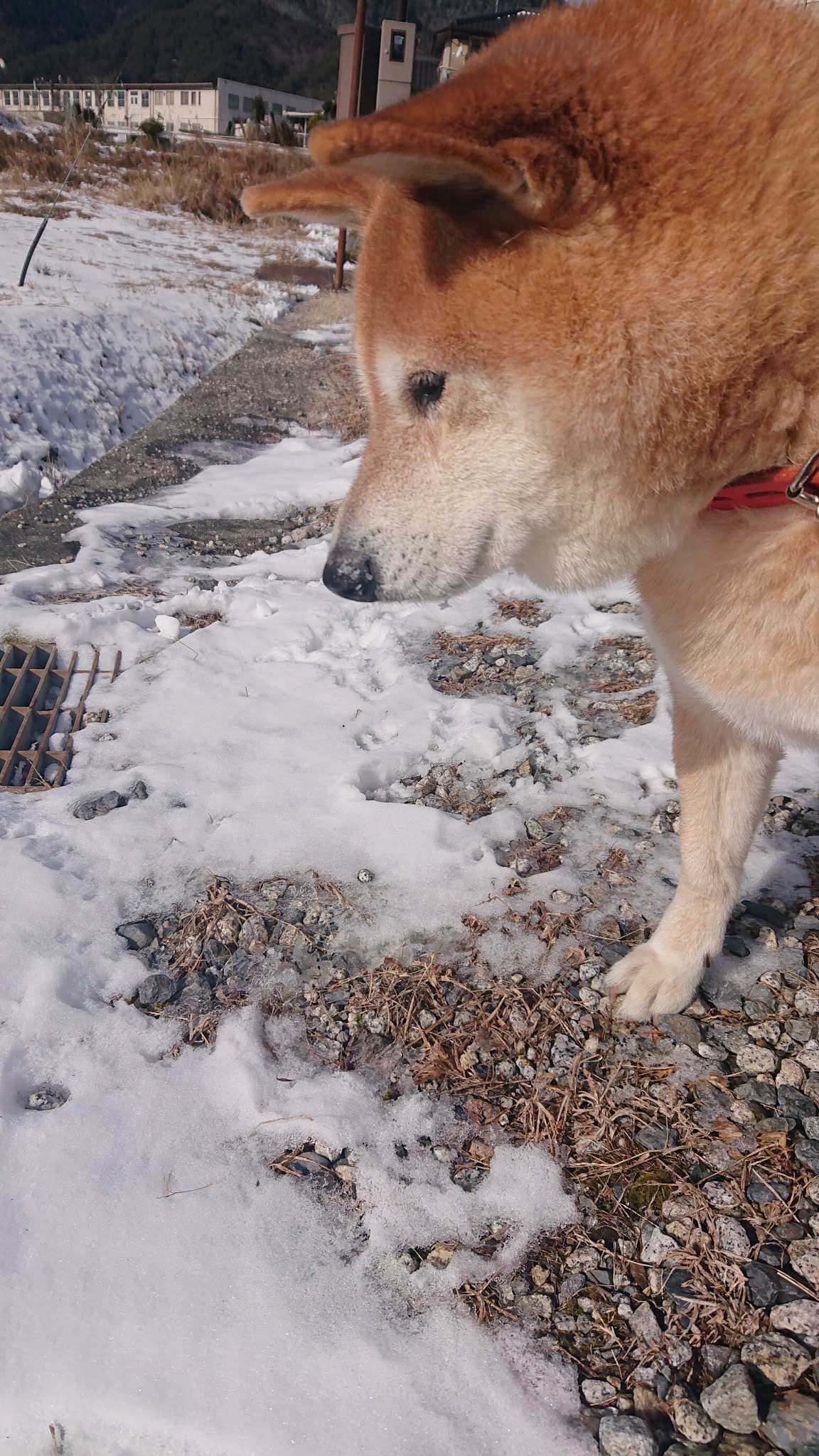 雪を食べる犬 Twitter Search Twitter