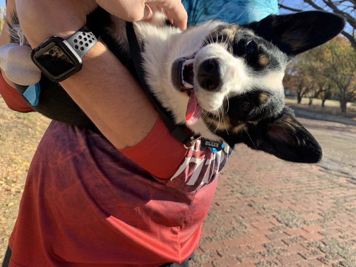 HollyShayli's tweet photo. Happy birfday to this long boi. A whole 1 years old. We luv you so much, Ollie man 🤩 https://t.co/TVZrNVnQvT