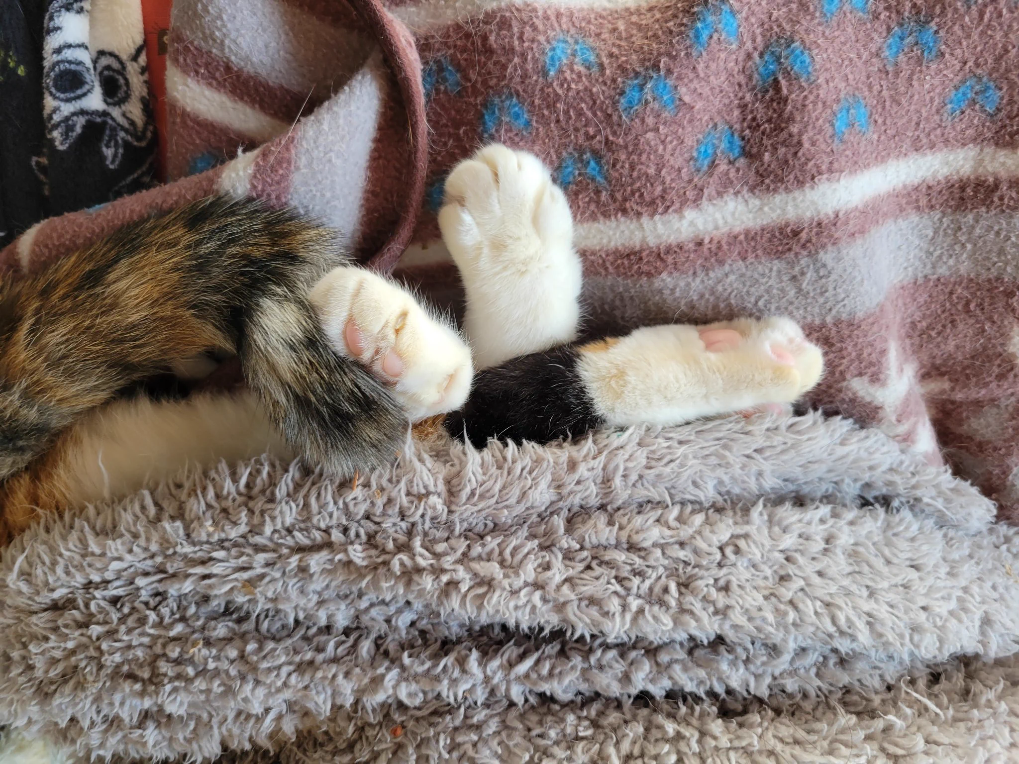 @kanameogino @stele_stella 可愛い靴下！！縁起が良いね！！ 