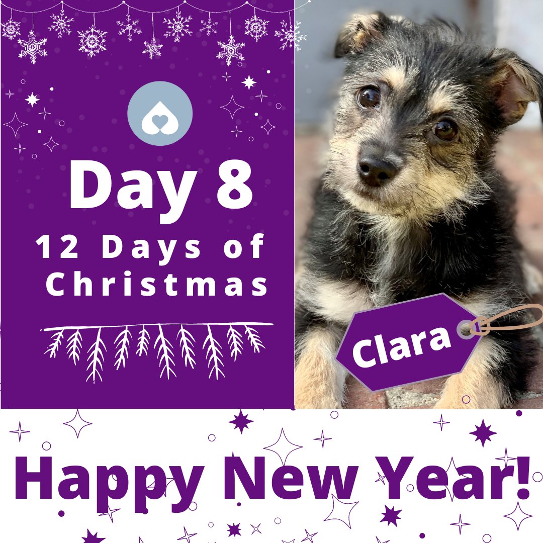 On behalf of everyone at the Amanda Foundation, Clara wishes you a very happy new year! Let's make 2022 a year of rescue and rehabilitation for animals in need. Thank you for being part of Amanda and making a difference in the lives of so many pets! 
#amandafoundation #newyear