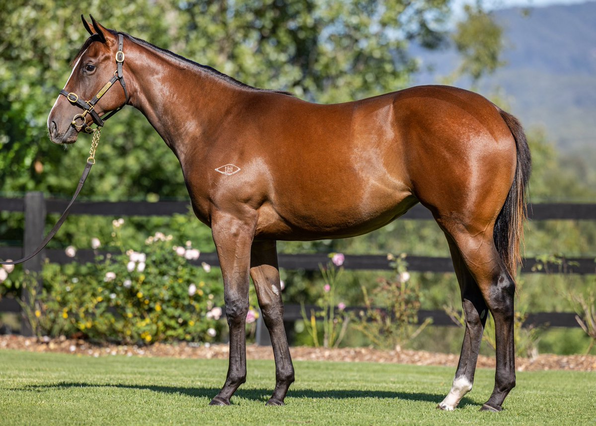 twobaysfarm's tweet photo. Happy New Year to everyone. Pedigree upgrades. Everybody ❤️’s one! Well there was a couple over Ellerslie yesty for #lot120 and #lot537 @mmsnippets https://t.co/8DdI37lEa3
