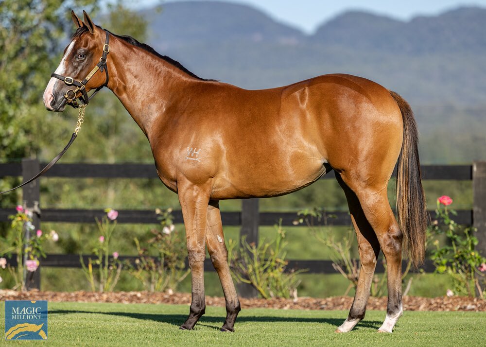 twobaysfarm's tweet photo. Happy New Year to everyone. Pedigree upgrades. Everybody ❤️’s one! Well there was a couple over Ellerslie yesty for #lot120 and #lot537 @mmsnippets https://t.co/8DdI37lEa3
