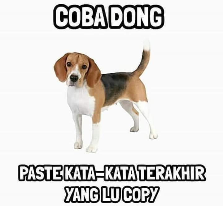 Sol Queen 👑 tweet media