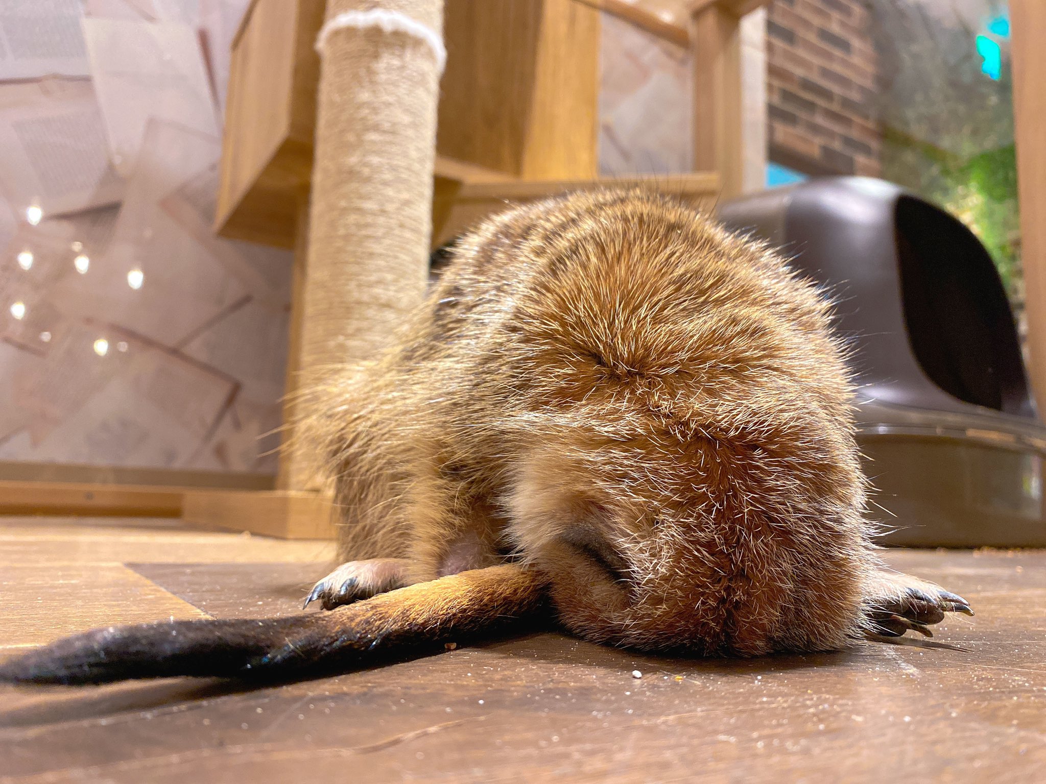 ハリネズミカフェ Harry 横浜中華街店 ミーアキャットちゃんの寝姿 まるで ごめん寝 な寝方をするんです 動物カフェ 横浜中華街 ミーアキャット ふわもこ部 ごめん寝 Animals Cafe Meerkat Sleeping リプライに続き があります