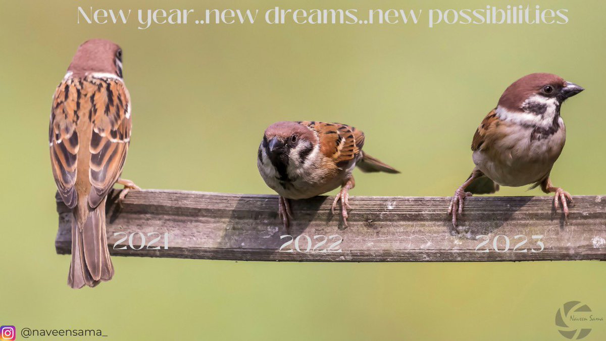 samanaveen's tweet photo. New Year…New dreams..new possibilities 

#2022NewYear #NewYear #newdreams #DreamsComeTrue #possibilities #treesparrow #birds https://t.co/lvgO3tBCaf