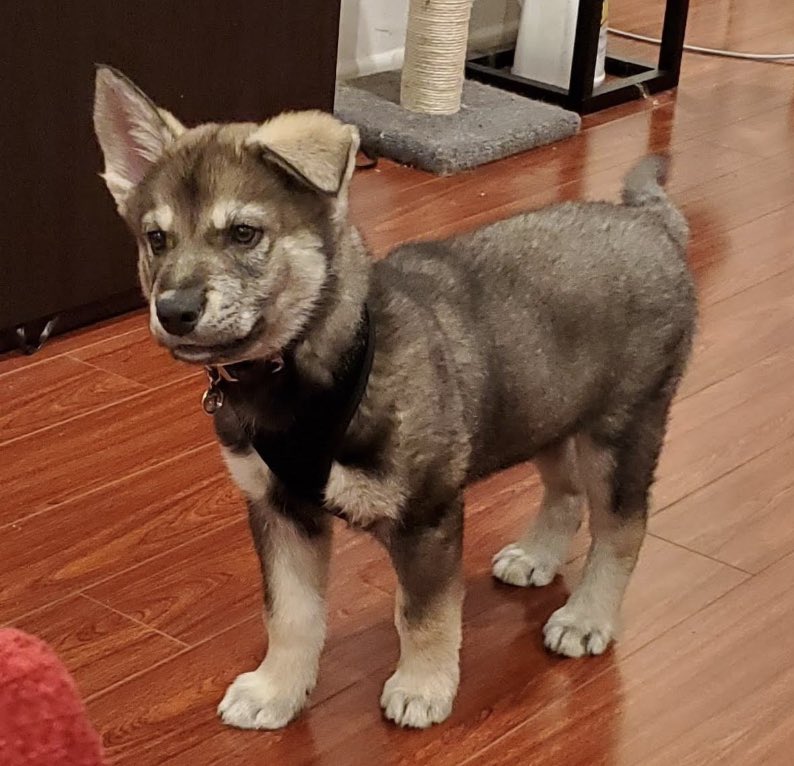  Smol boi now big boi! Happy birthday, mischief baby!!! 