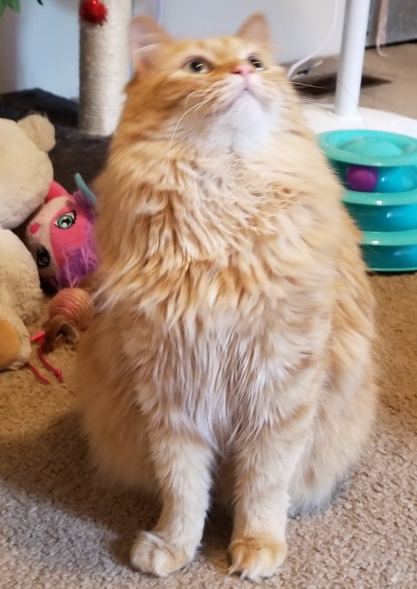 Stacee Sgotti (inactive) tweet media