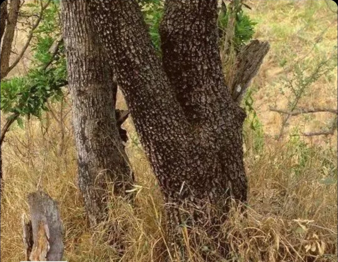 Leopard 'camouflages' itself in grass,
'Try to spot it'.