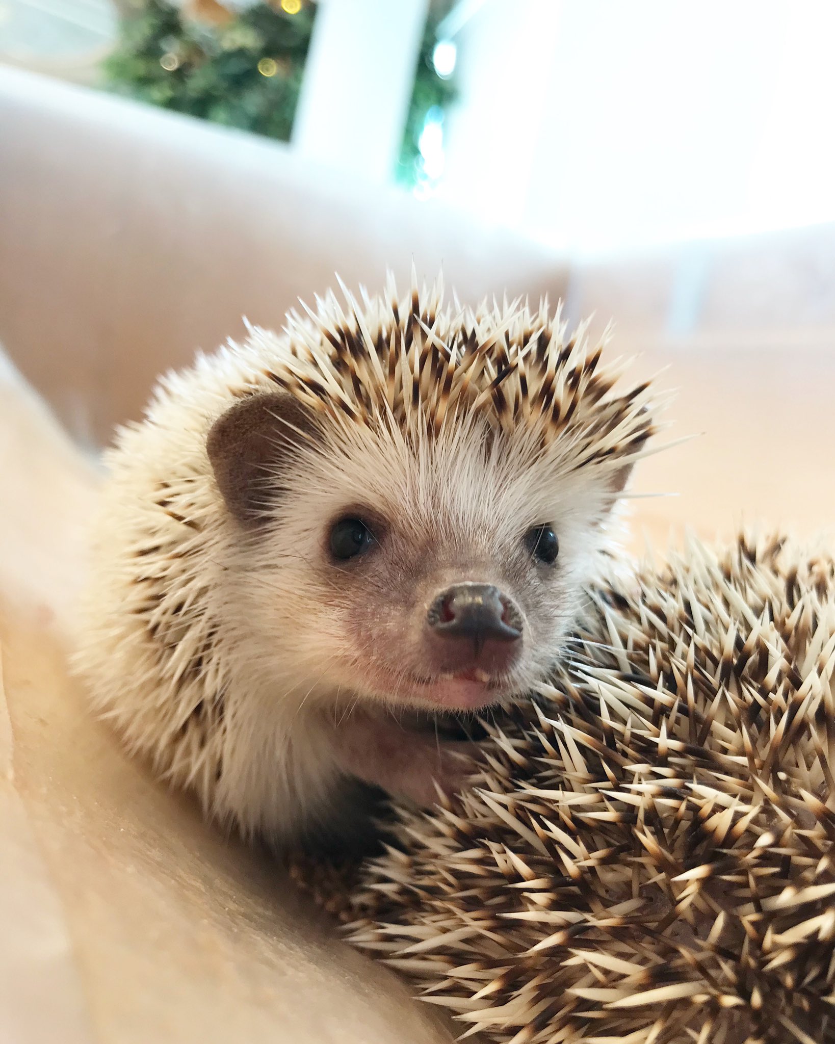 カワウソカフェ Harry原宿テラス店 只今スムーズにご案内可能です 可愛い動物さん達とお待ちしております カワウソカフェ ハリネズミカフェ チンチラカフェ Hedgehog Hedgehogs T Co Nu5ud66tmw Twitter