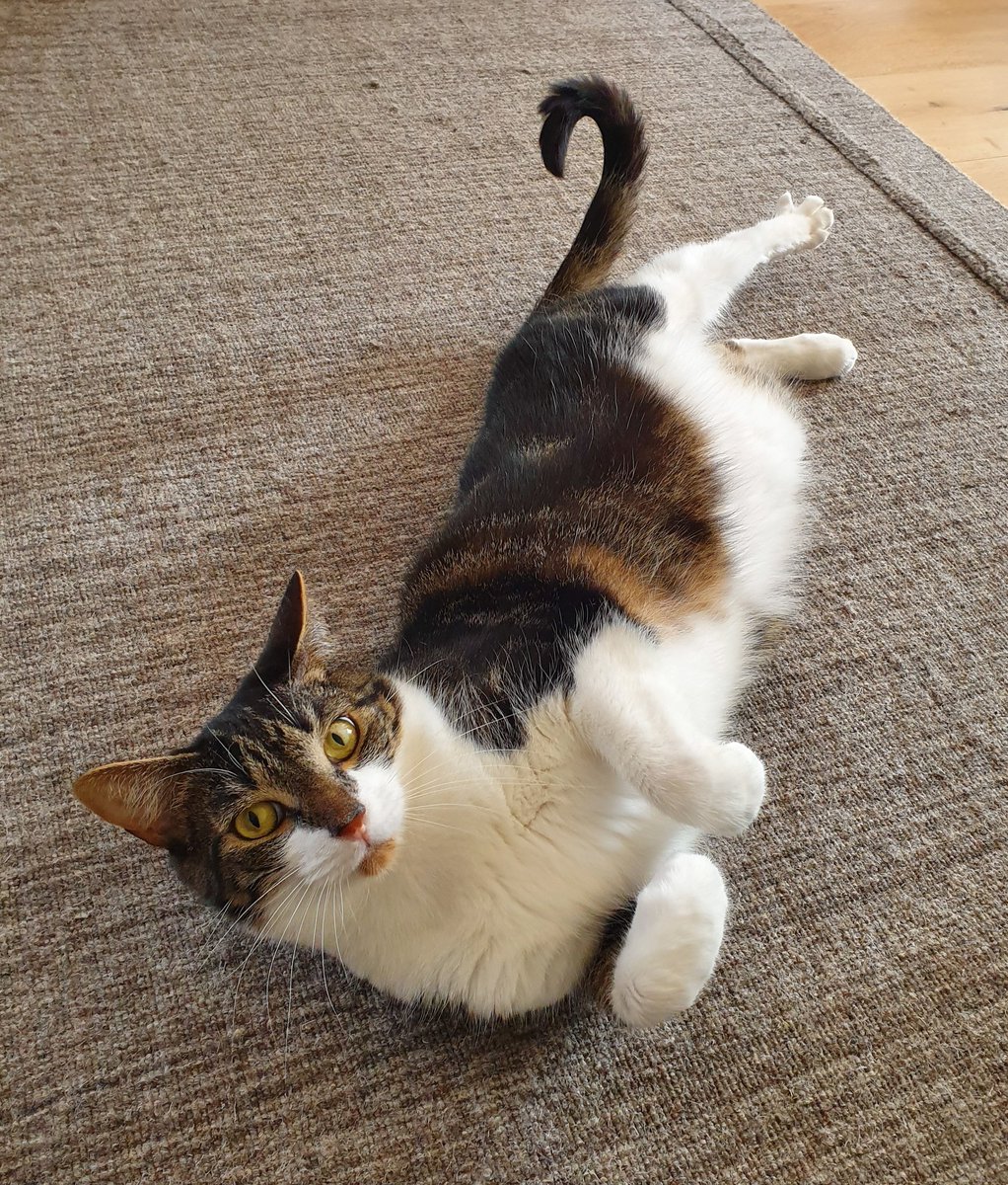 Roxy & Toby 💜 🐾 tweet media