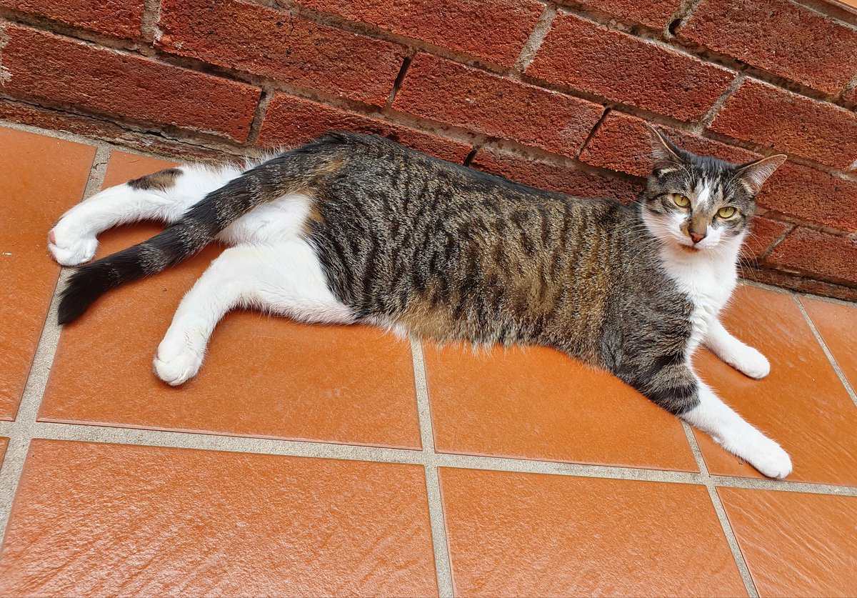 Roxy & Toby 💜 🐾 tweet media