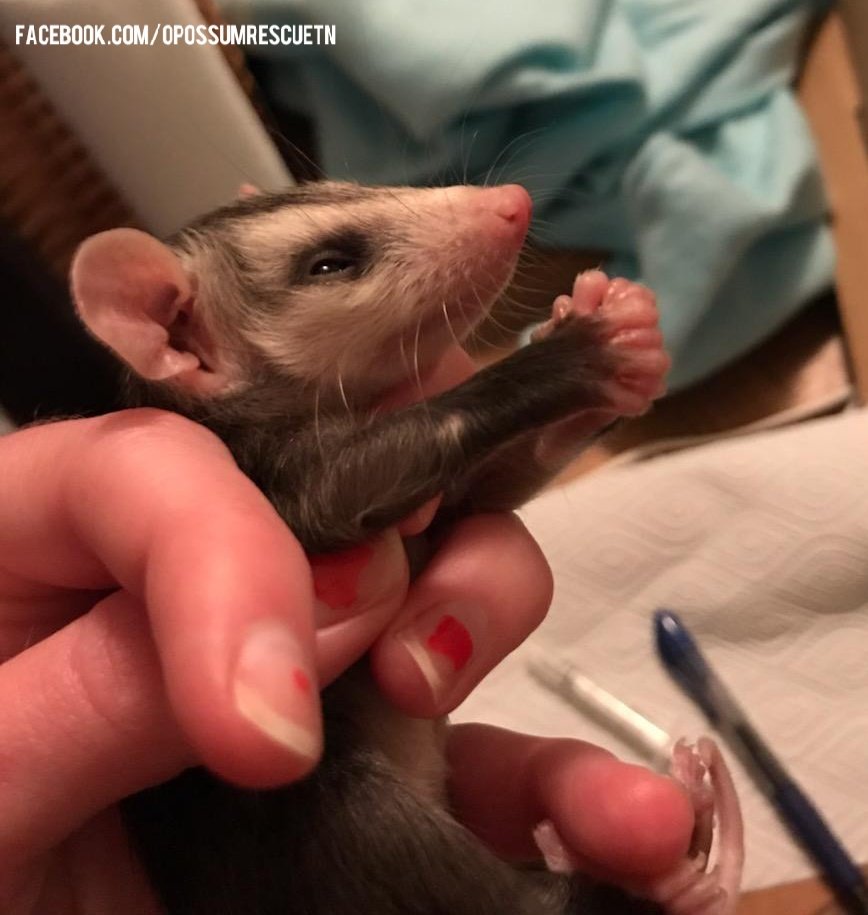 Possumeveryhour.io (@possumeveryhour) on Twitter photo 