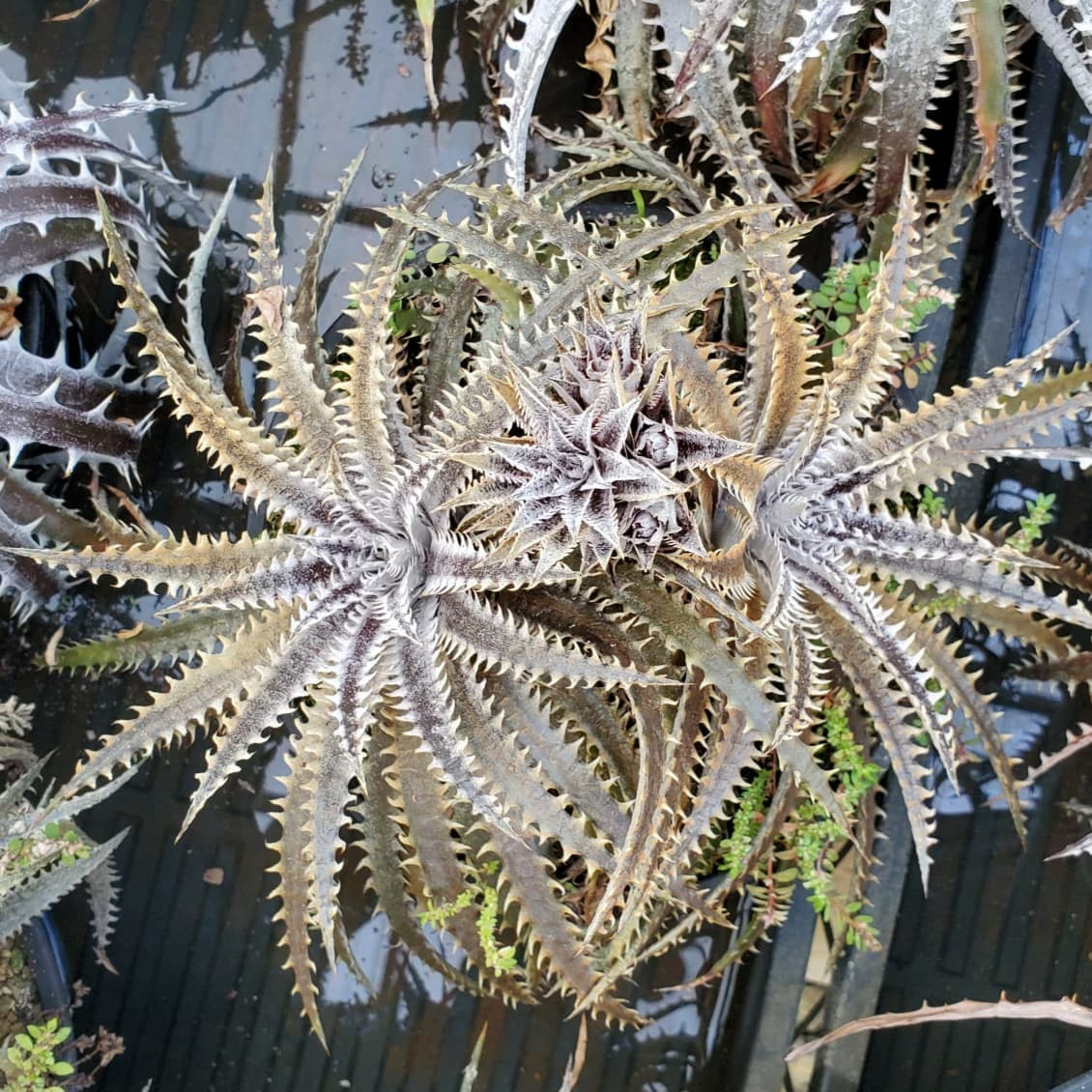 にんにん Dyckia Maniax ディッキア マニアックス 豪華仕様の花芽が伸びてきた ディッキア Dyckia T Co Gdmy0tgylf Twitter にんにん Dyckia Maniax ディッキア マニアックス 豪華仕様の花芽が伸びてきた ディッキア Dyckia T Co Gdmy0tgylf Twitter