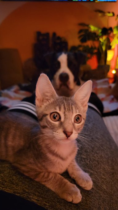 Happy New Year! 🎉  New Year, new addition to the family&hellip; meet &ldquo;Kiddo&rdquo; the new pitbull kitten!🐱@KissaSins